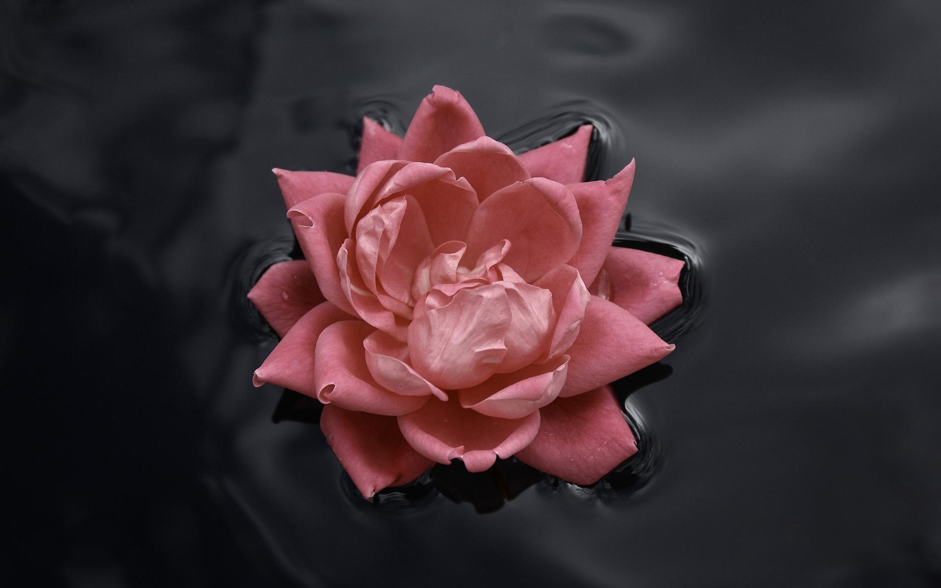 Красивый розовый цветок плавает на воде 1920x1200