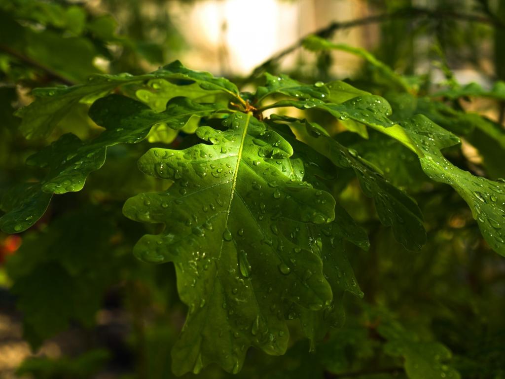 Сочные мокрые листья дуба 1024x768