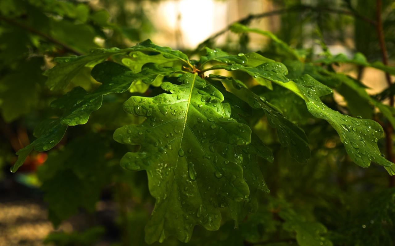 Сочные мокрые листья дуба 1280x800