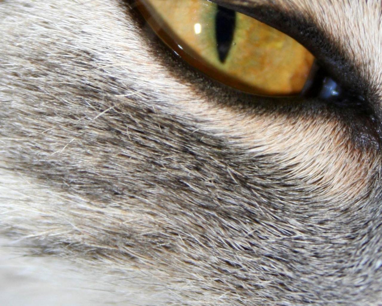 Кошачий глаз 1280x1024