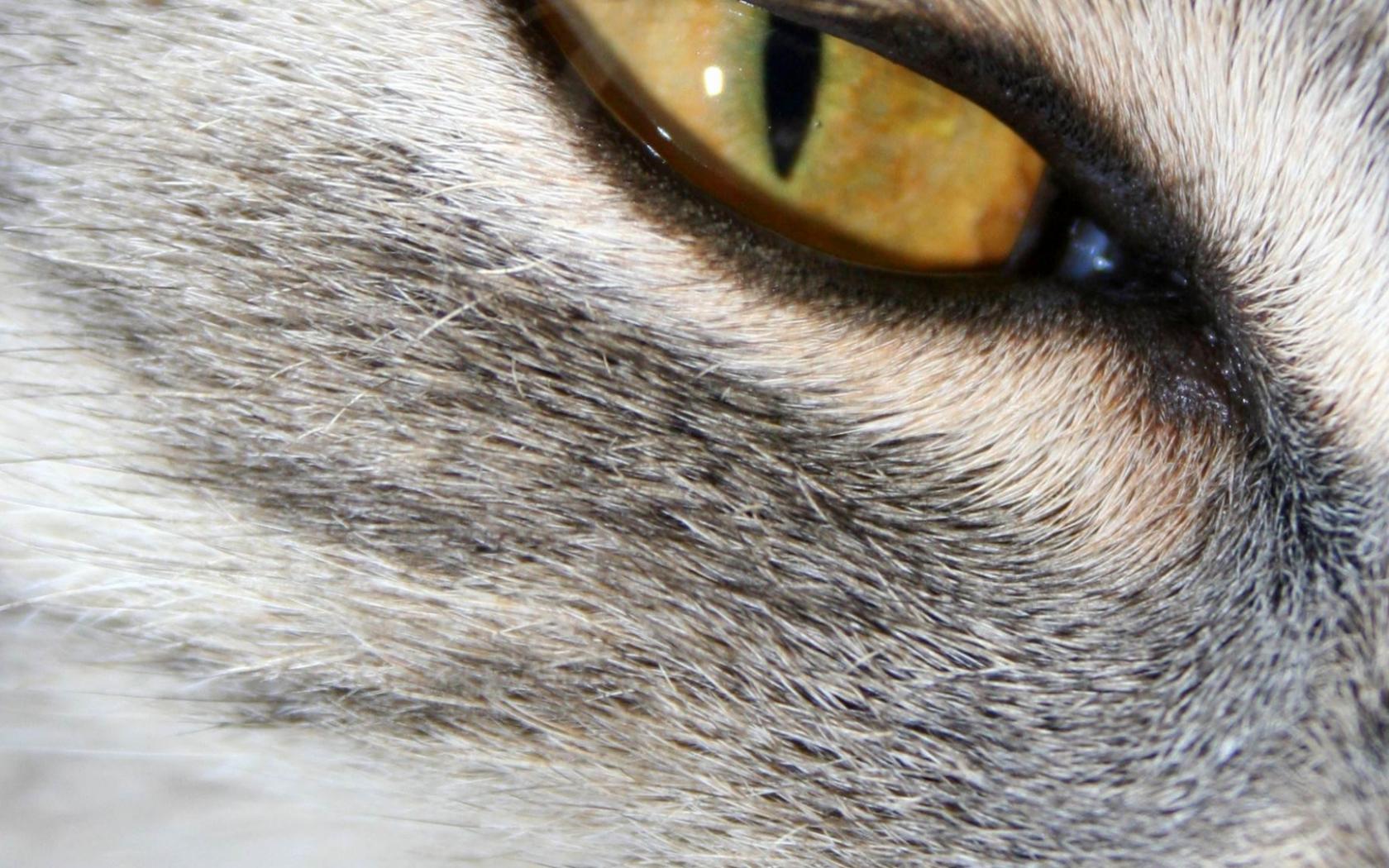 Кошачий глаз 1680x1050