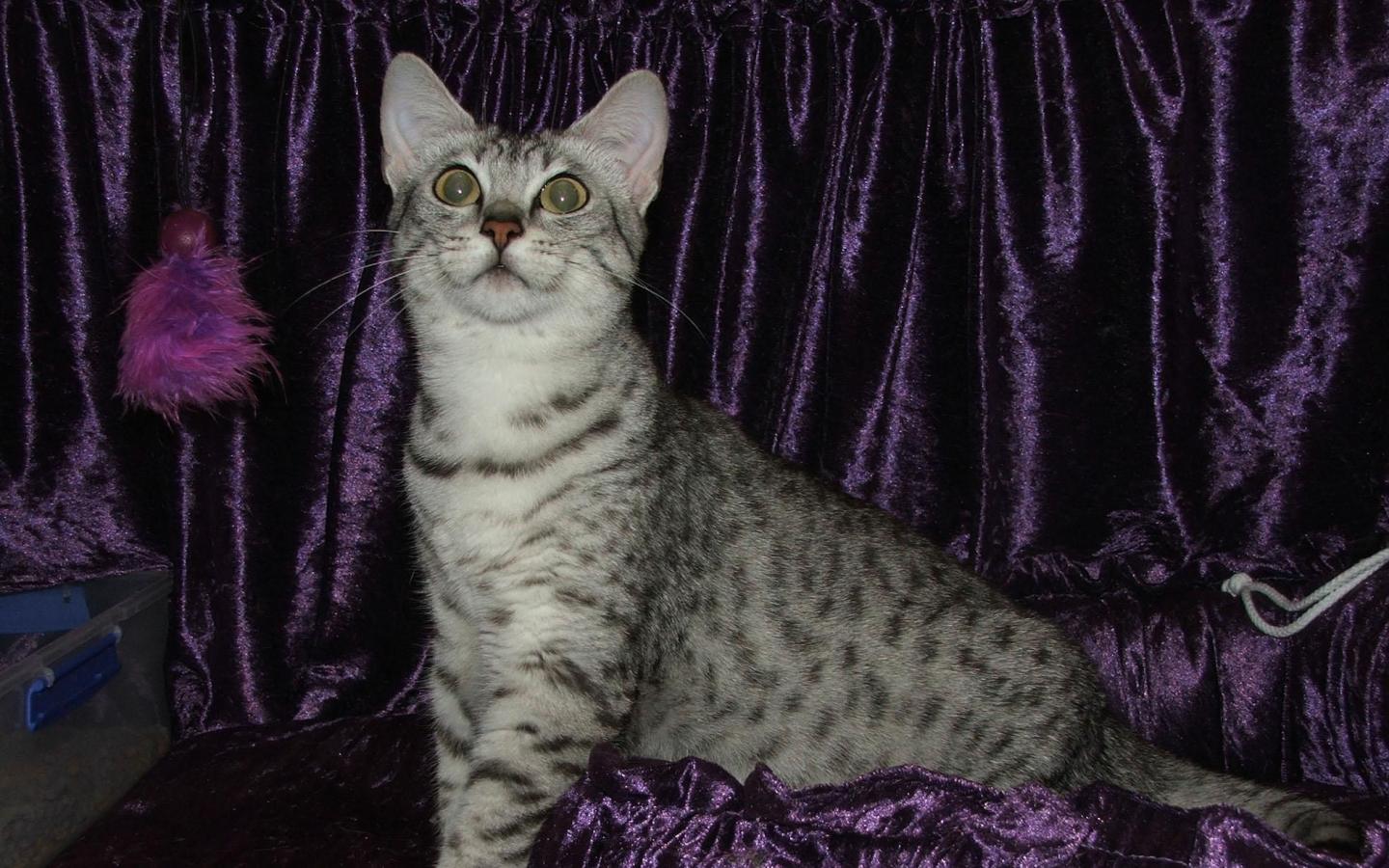 Кошка египетская 1440x900