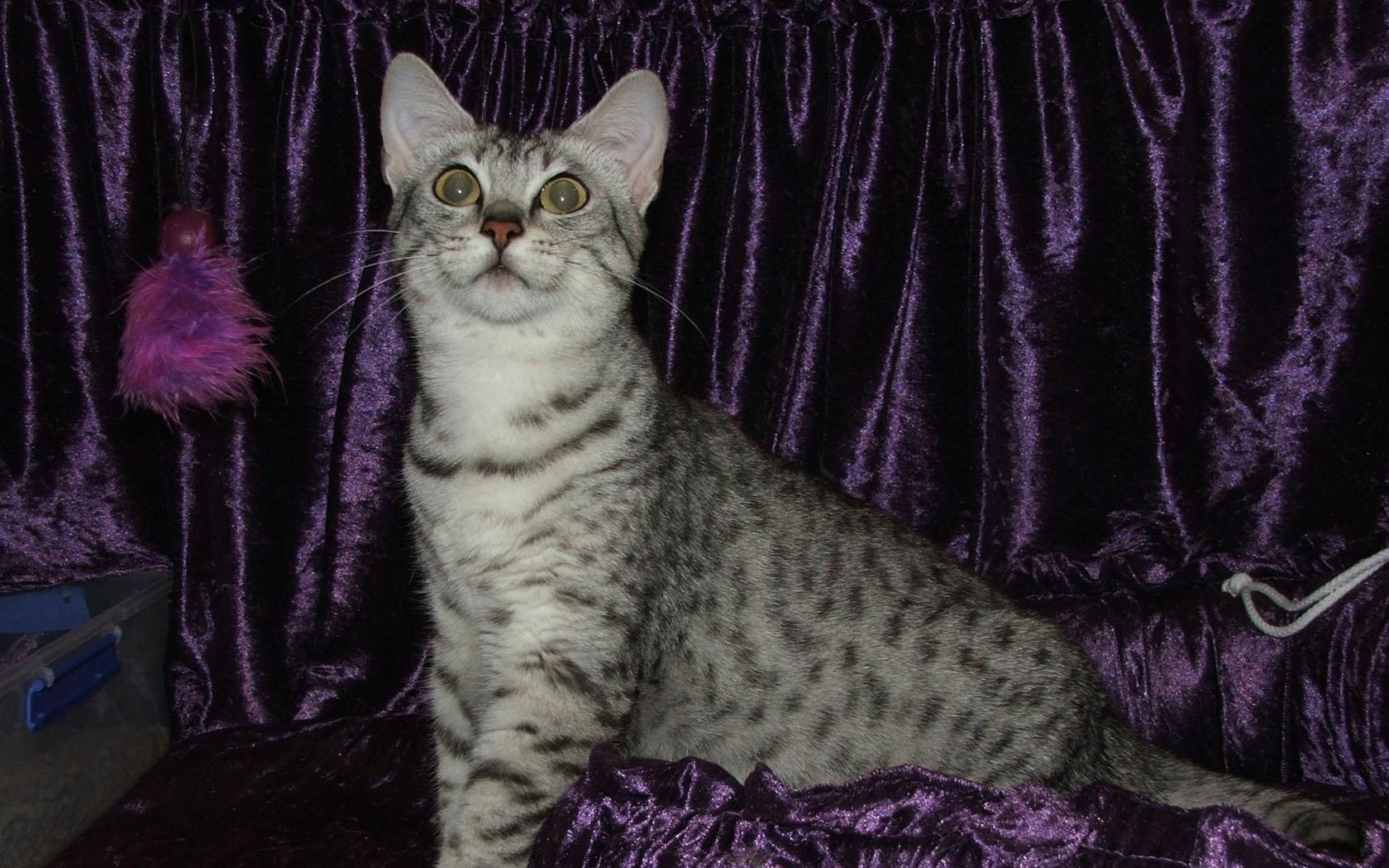 Кошка египетская 1680x1050