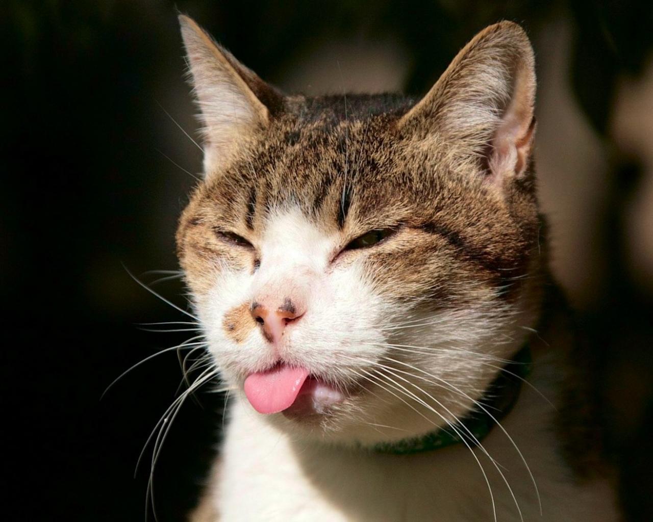 Кошка показала язык 1280x1024