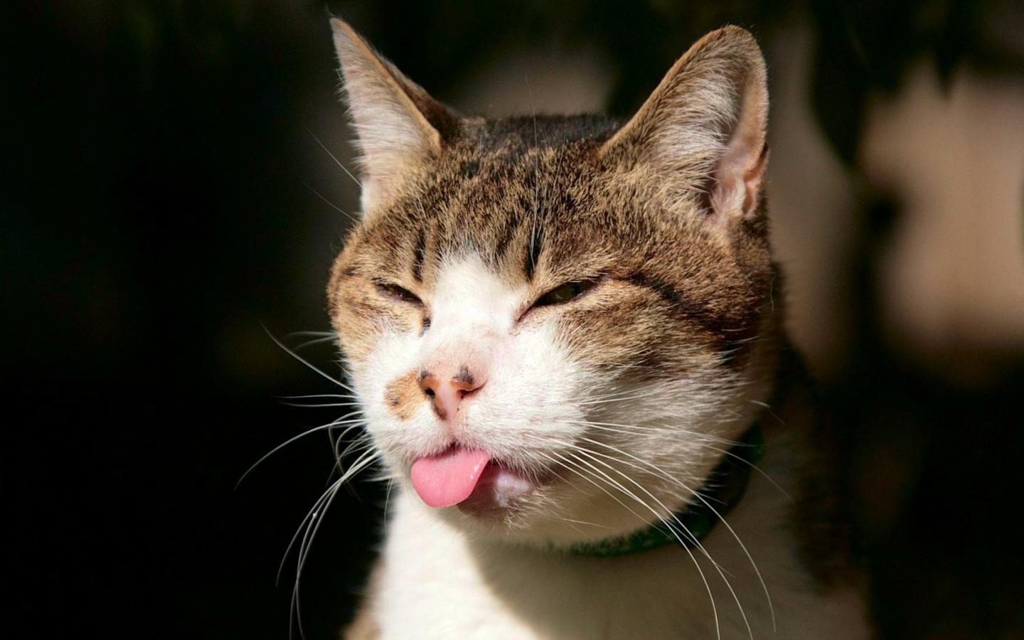 Кошка показала язык 1440x900