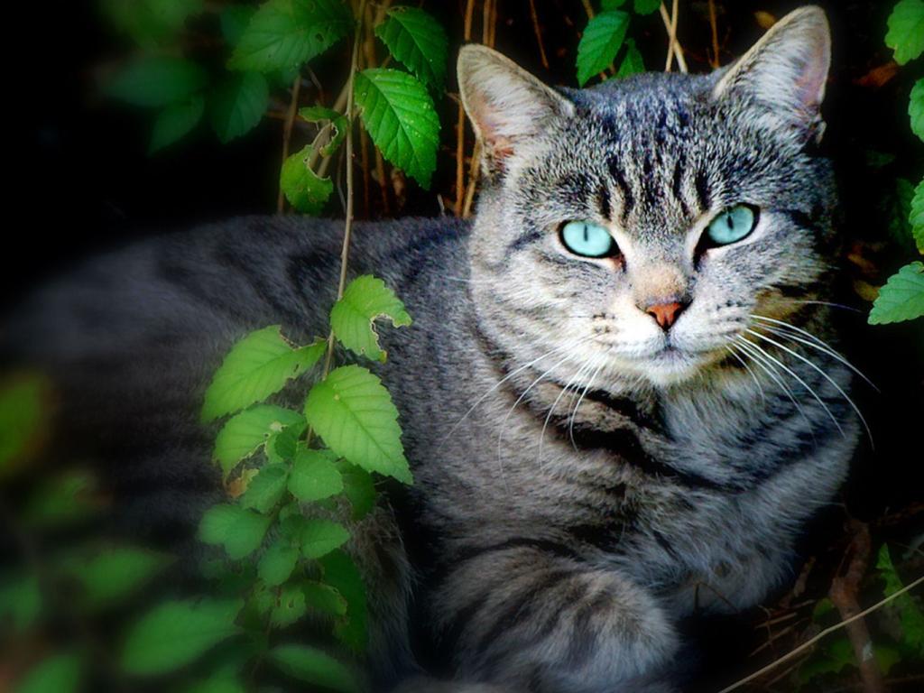 Кошка с голубыми глазами 1024x768