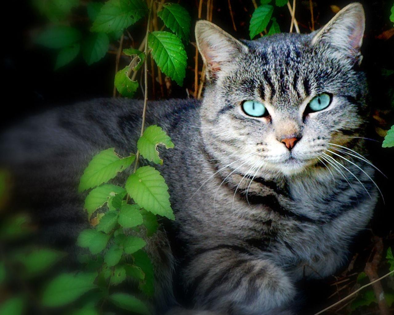 Кошка с голубыми глазами 1280x1024