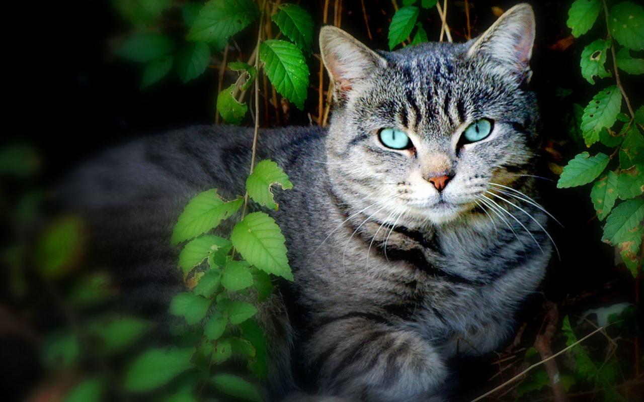 Кошка с голубыми глазами 1280x800