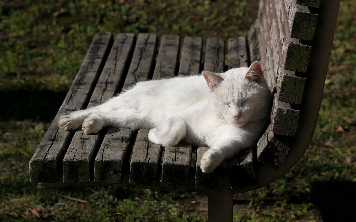Белая кошка на скамейке 1440x900