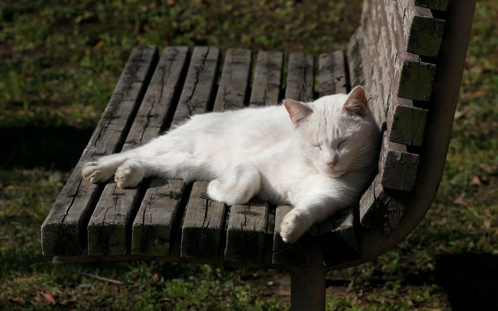 Белая кошка на скамейке 1680x1050