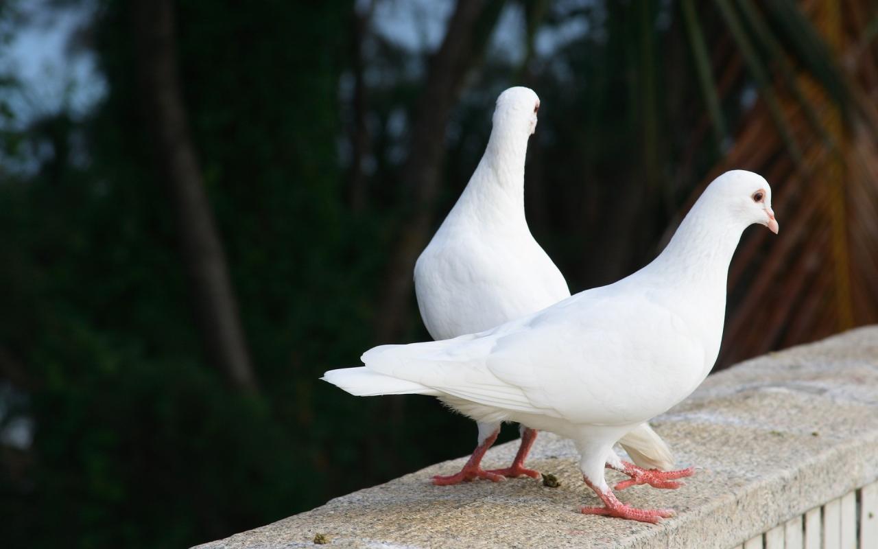 Белые голуби 1280x800