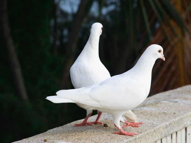 Белые голуби 800x600