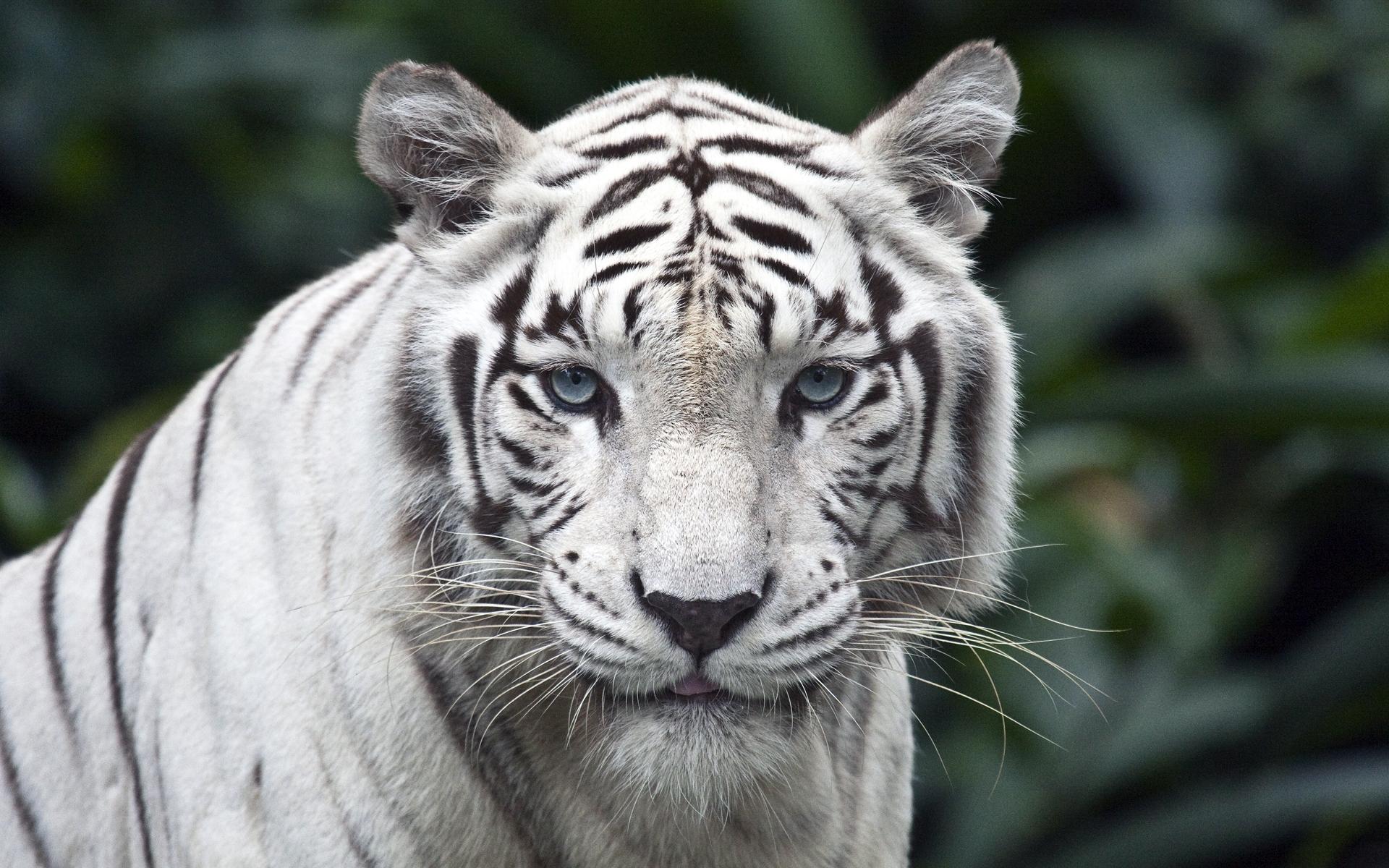 Белый голубоглазый тигр 1920x1200