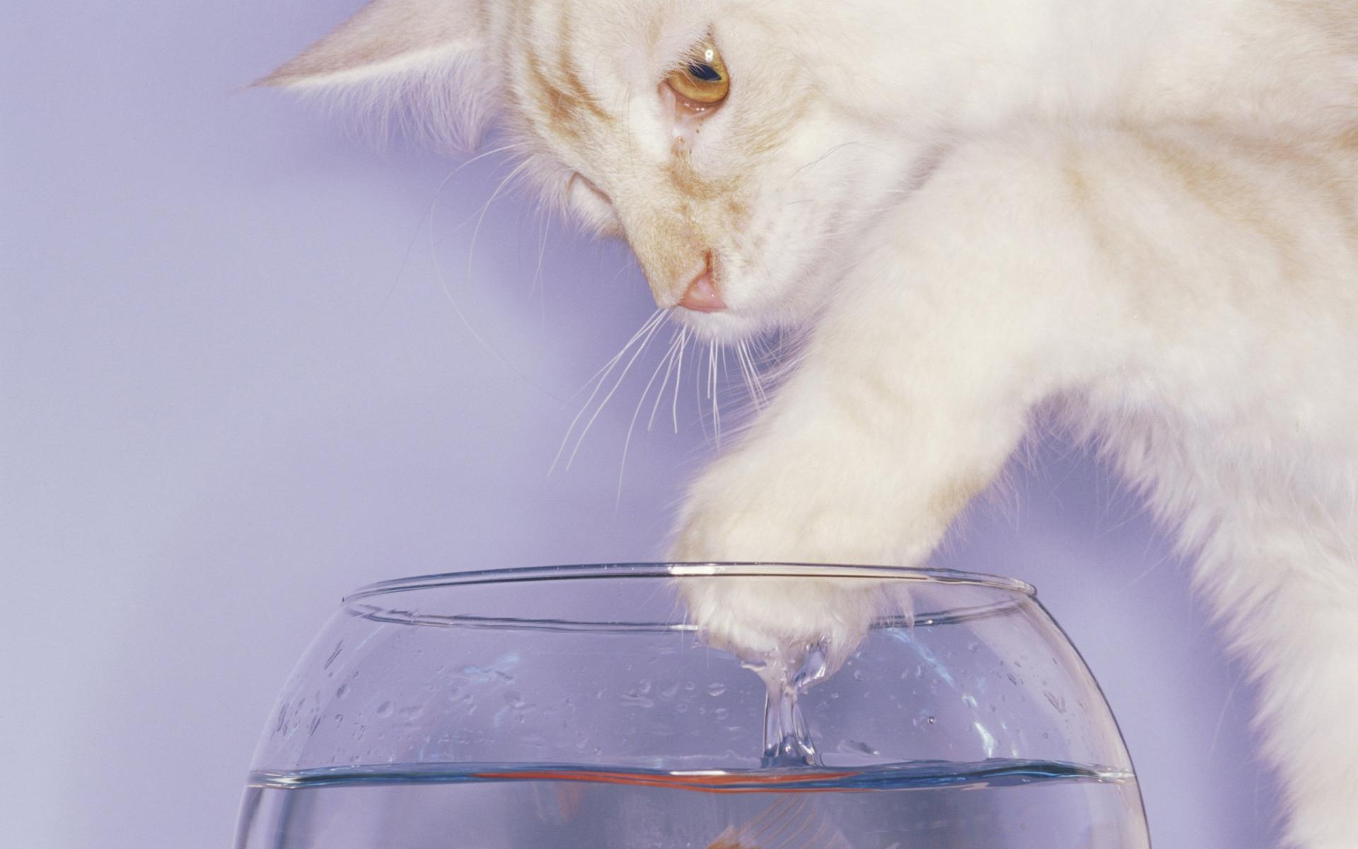 Белый кот лезет лапой в бокал с водой 1920x1200