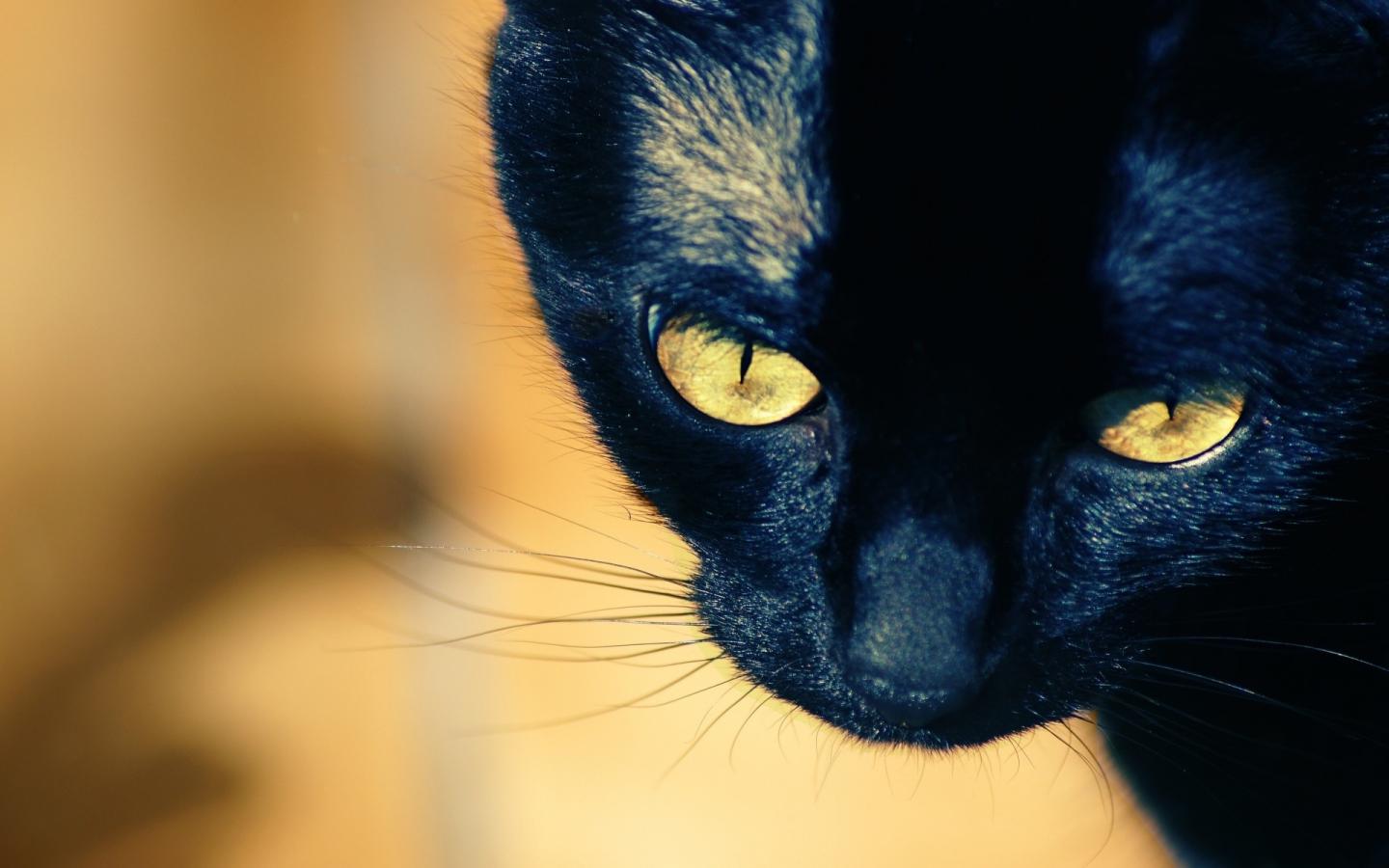Кошка с желтыми глазами 1440x900