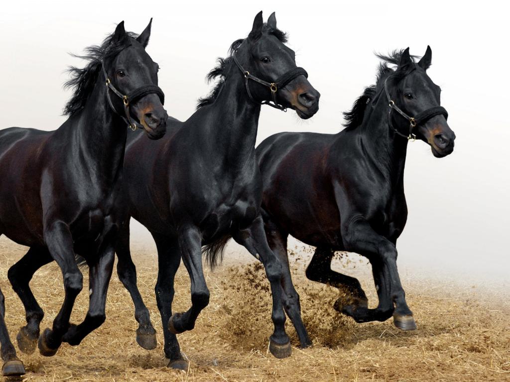 Три черные лошади 1024x768