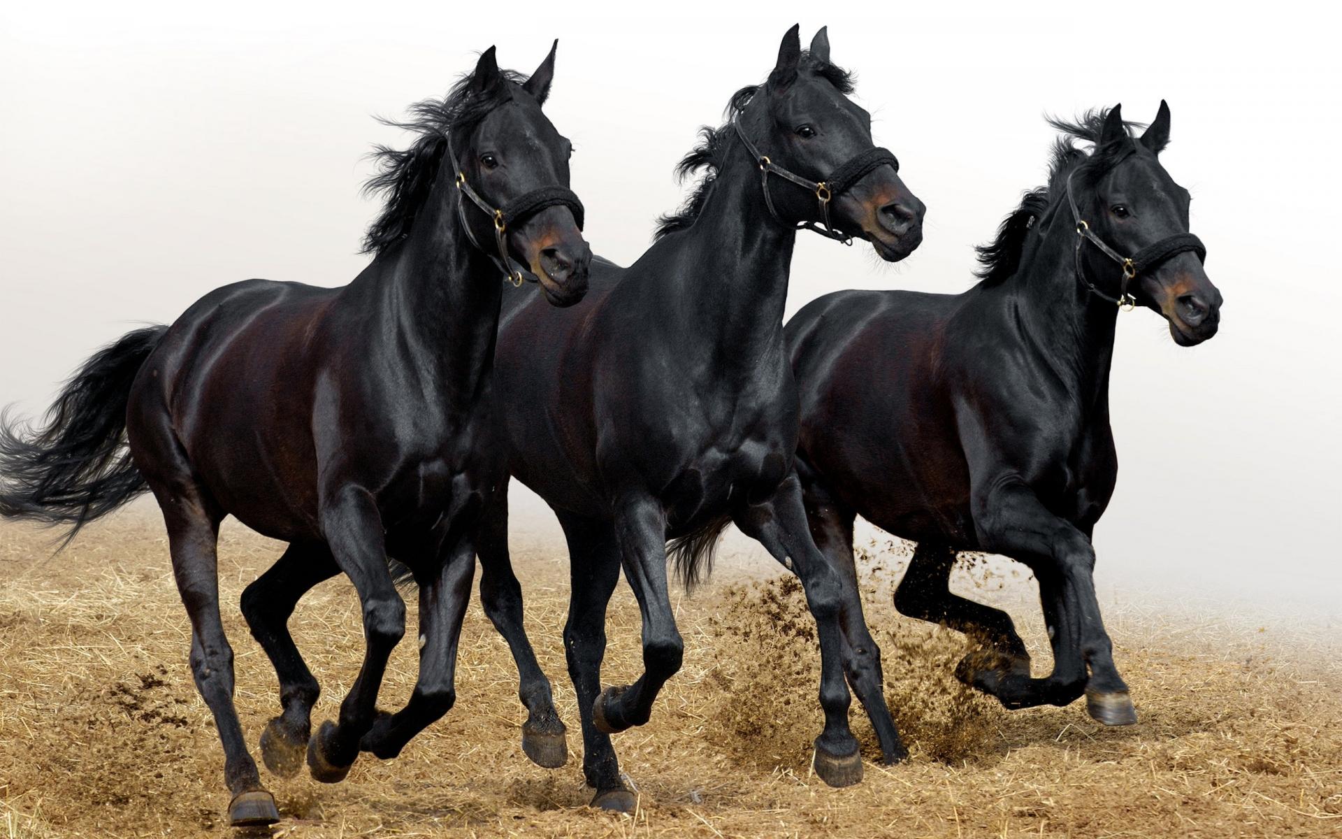 Три черные лошади 1920x1200