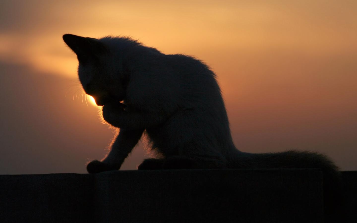 Кошка на фоне заката 1440x900