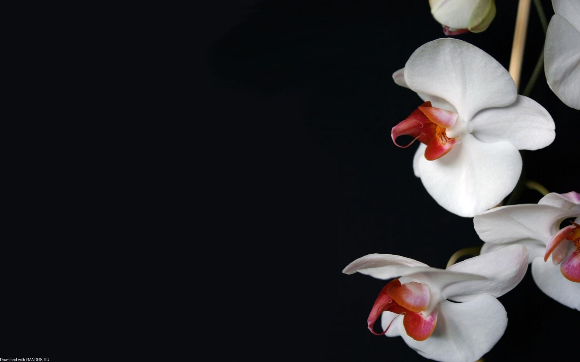 Орхидея 1920x1200