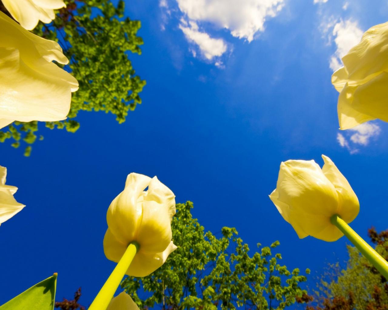 Желтые Тюльпаны обои для рабочего стола, картинки, фото, 1280x1024.