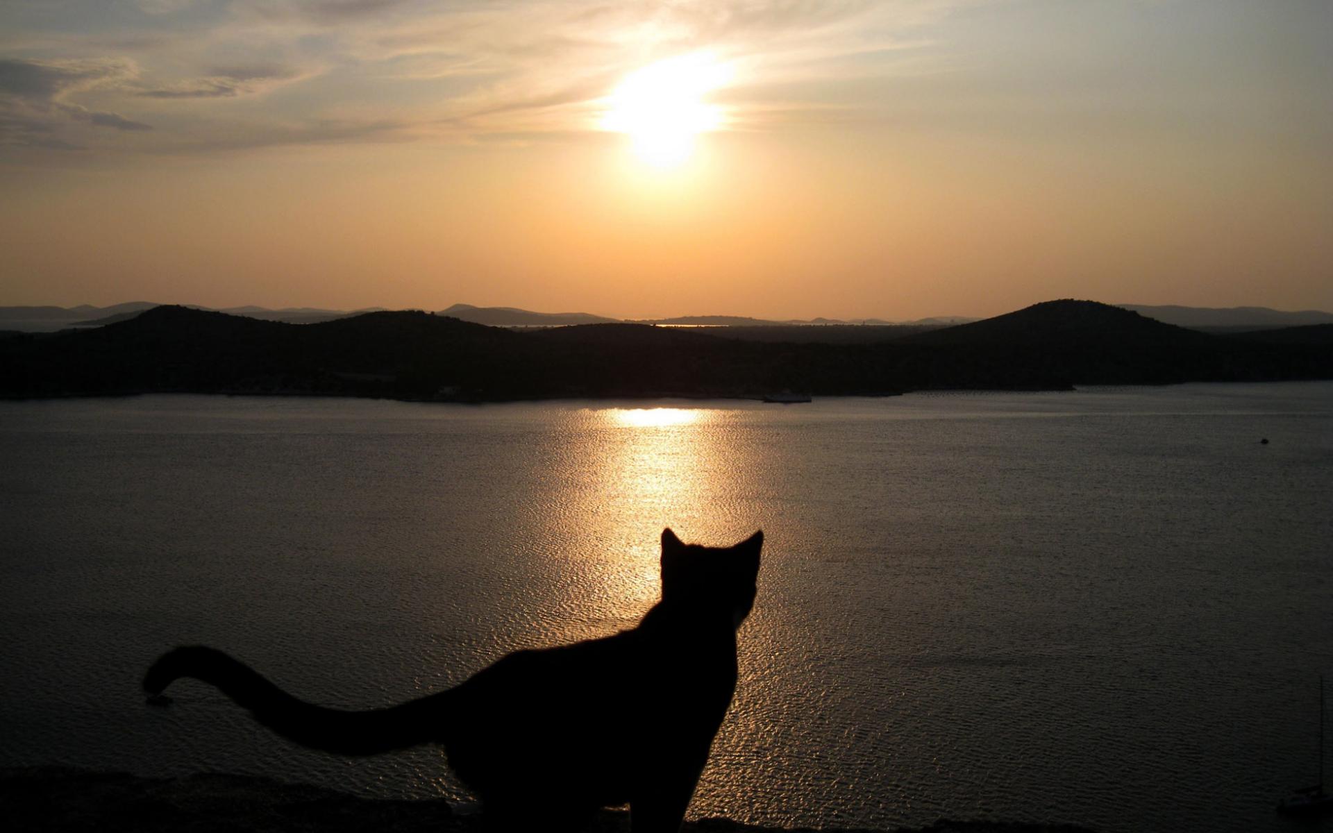 Кот любуется восходом солнца - с котами 1920x1200