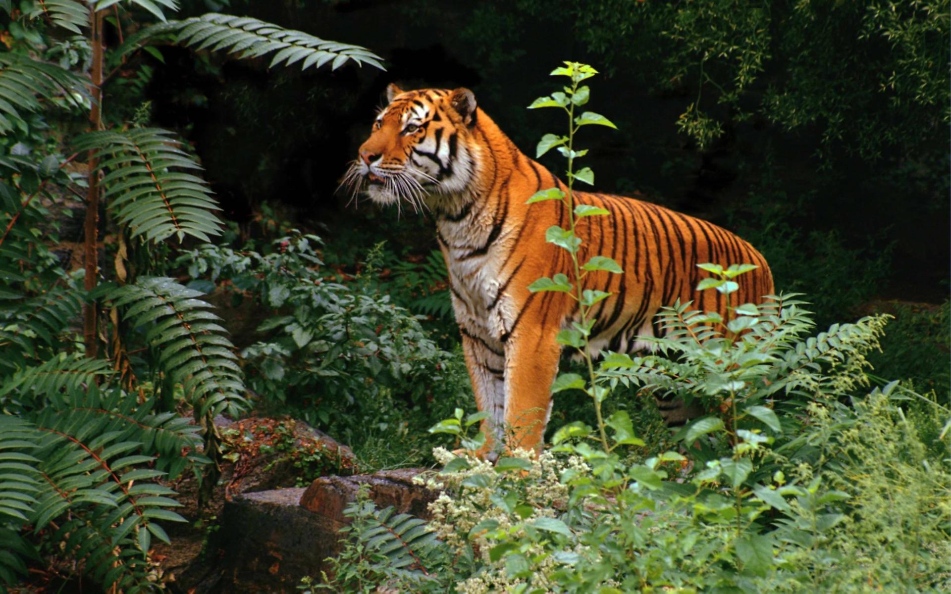 Тигр в лесу 1920x1200