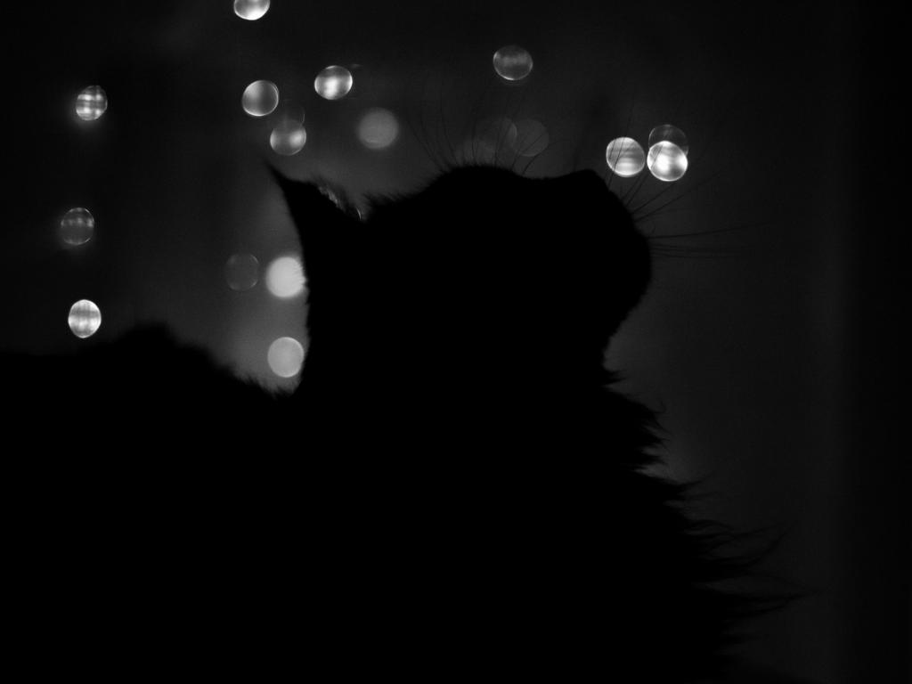 Кошка в темноте 1024x768