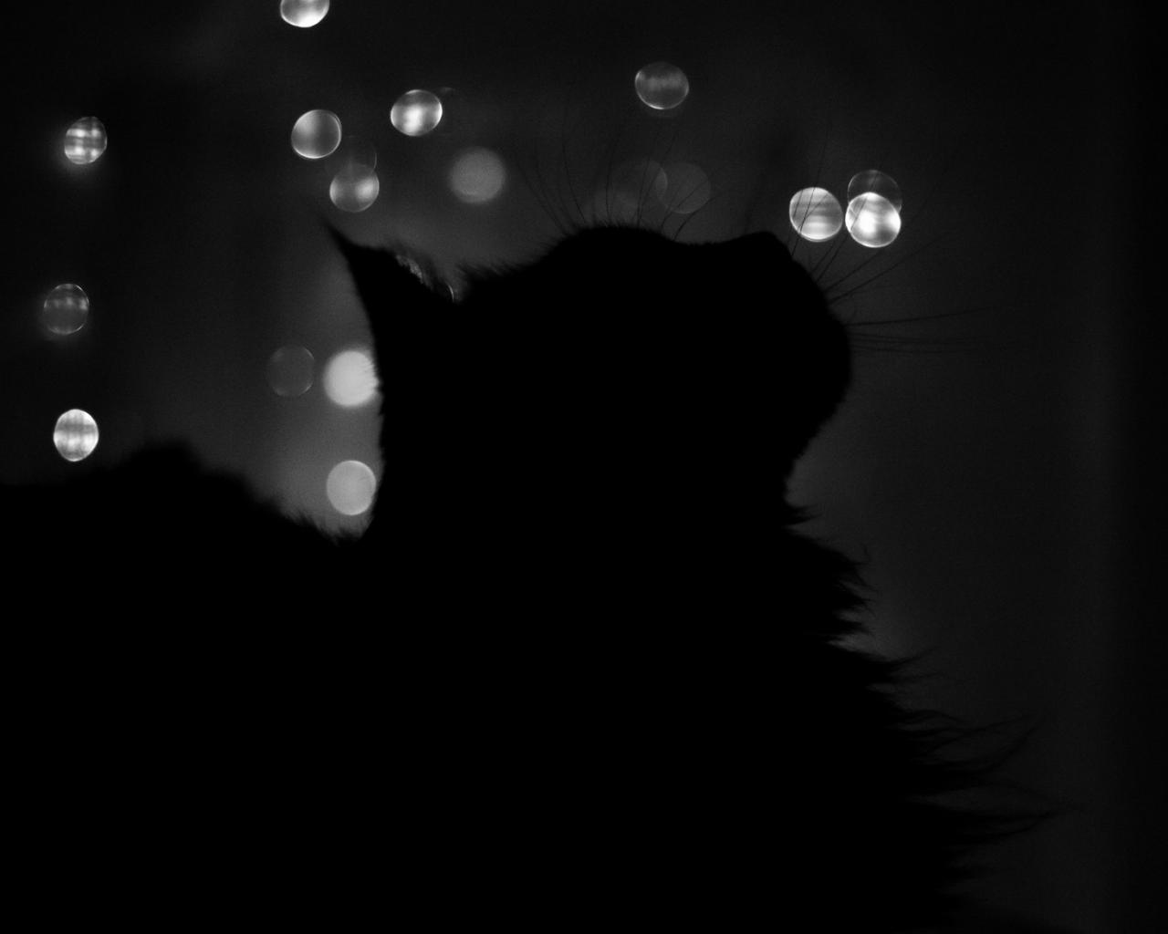 Кошка в темноте 1280x1024