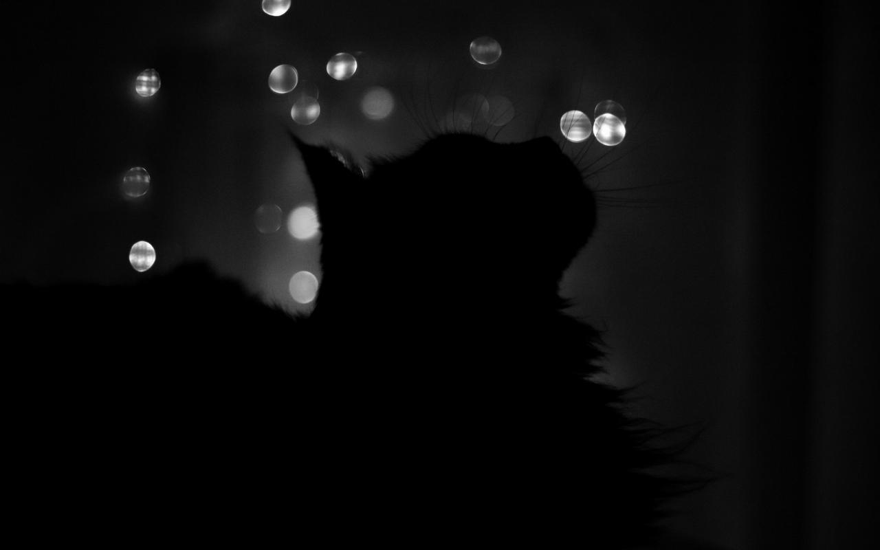 Кошка в темноте 1280x800