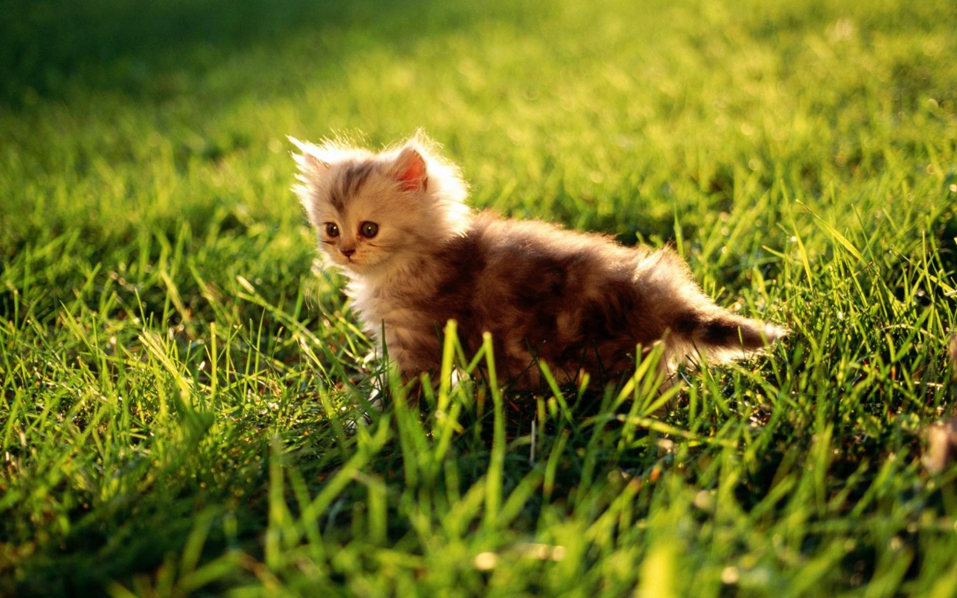 Маленький серый котенок на траве 1920x1200