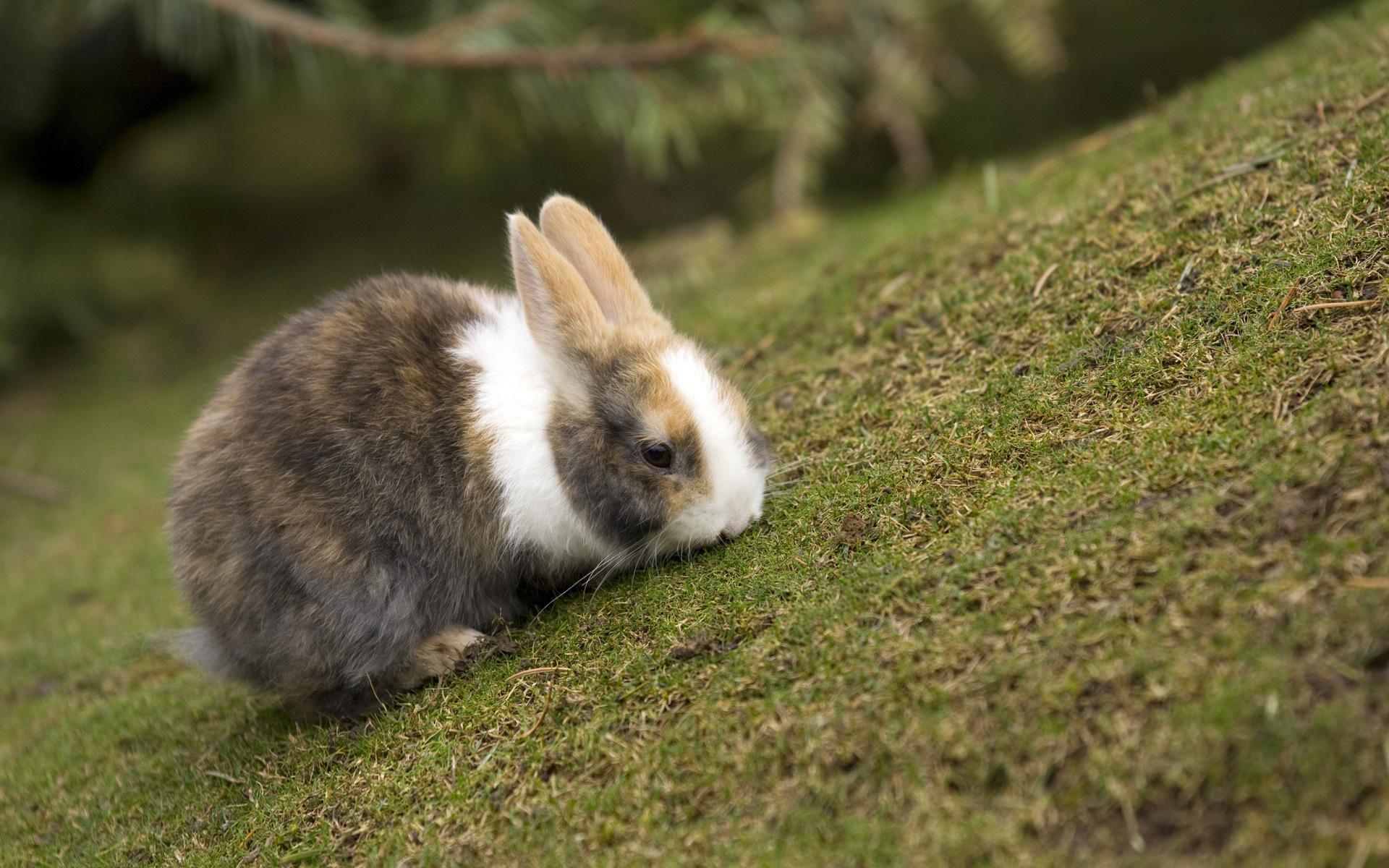Кролик на лужайке 1920x1200