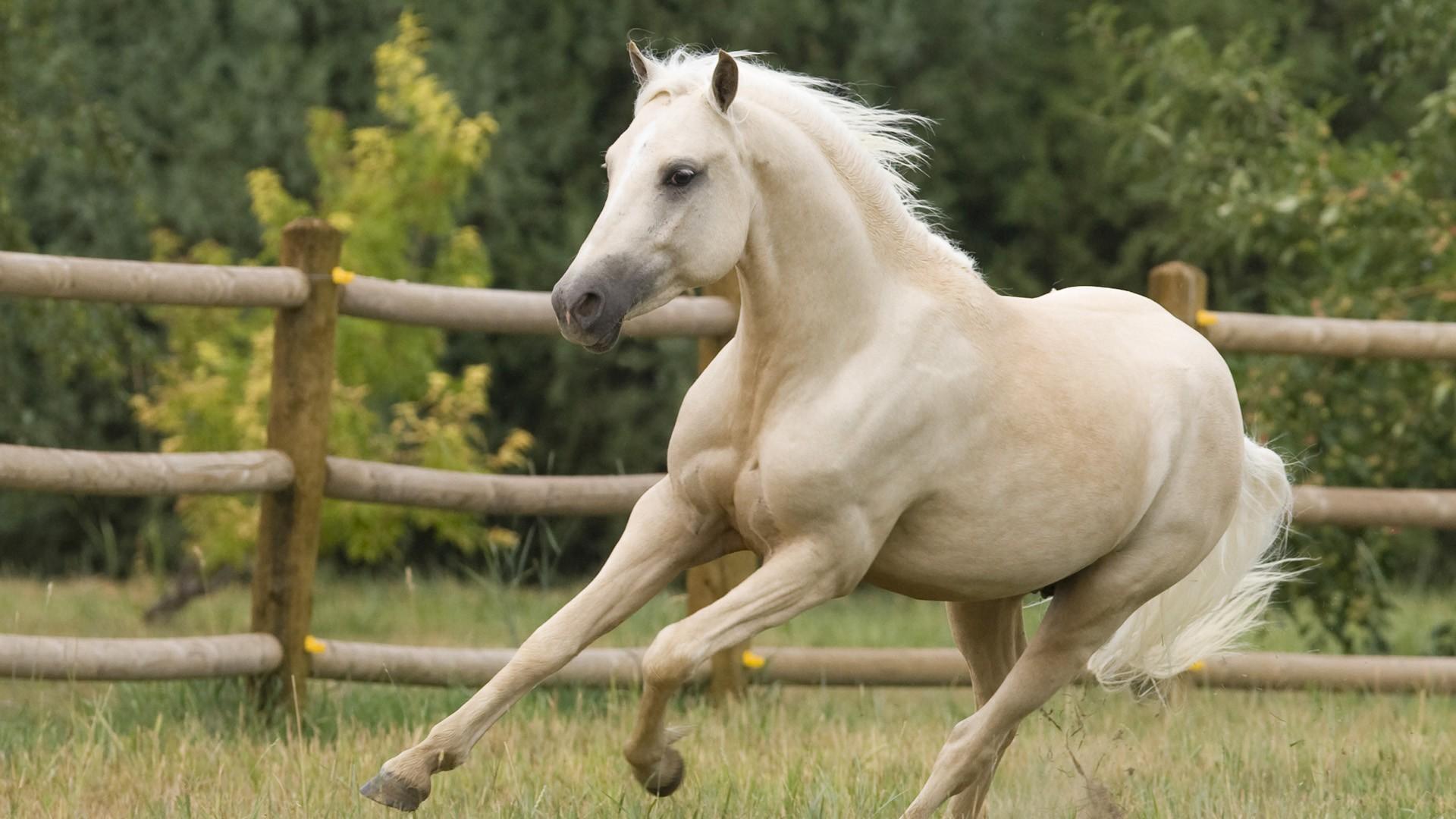 Грациозная белая лошадь 1920x1080