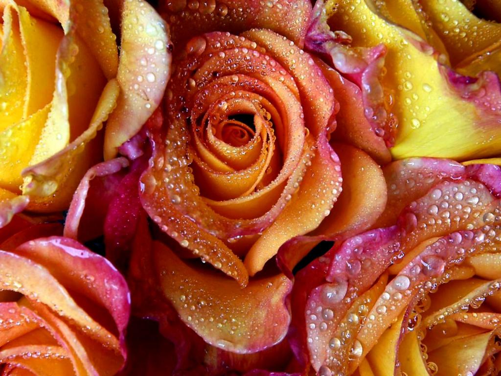 Yellow-red roses 1024x768