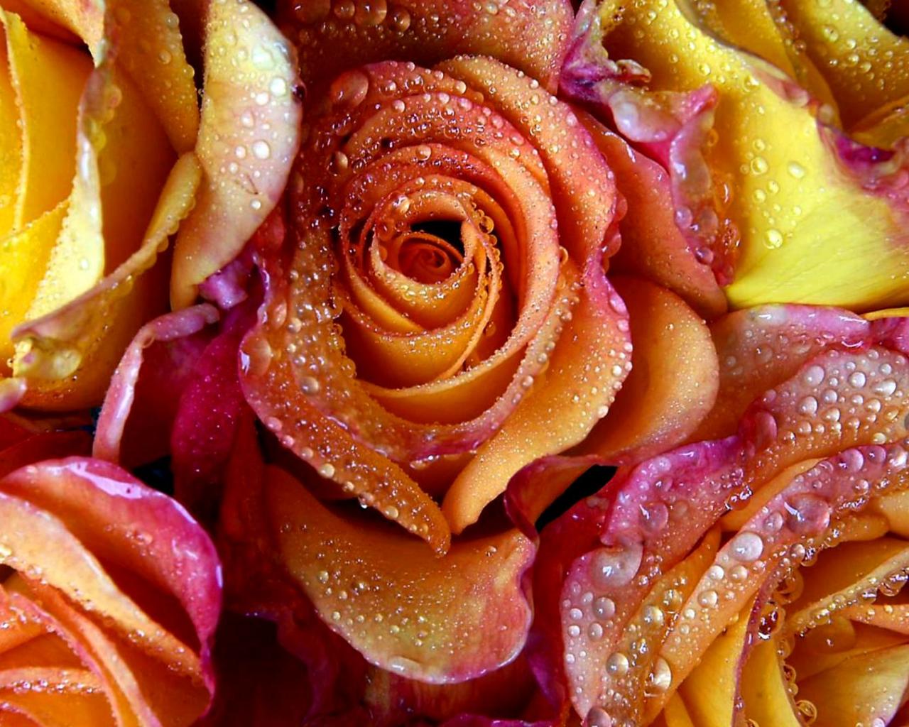 Yellow-red roses 1280x1024