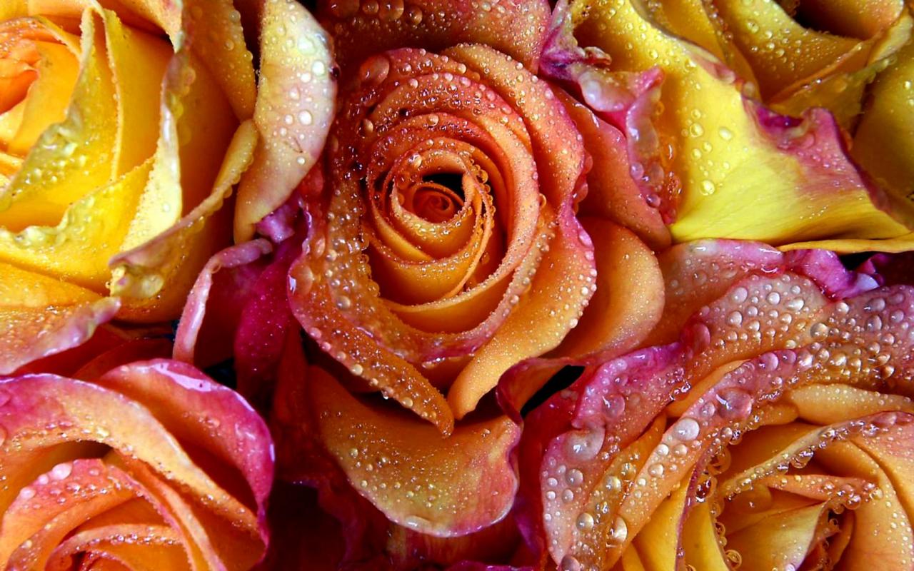 Yellow-red roses 1280x800