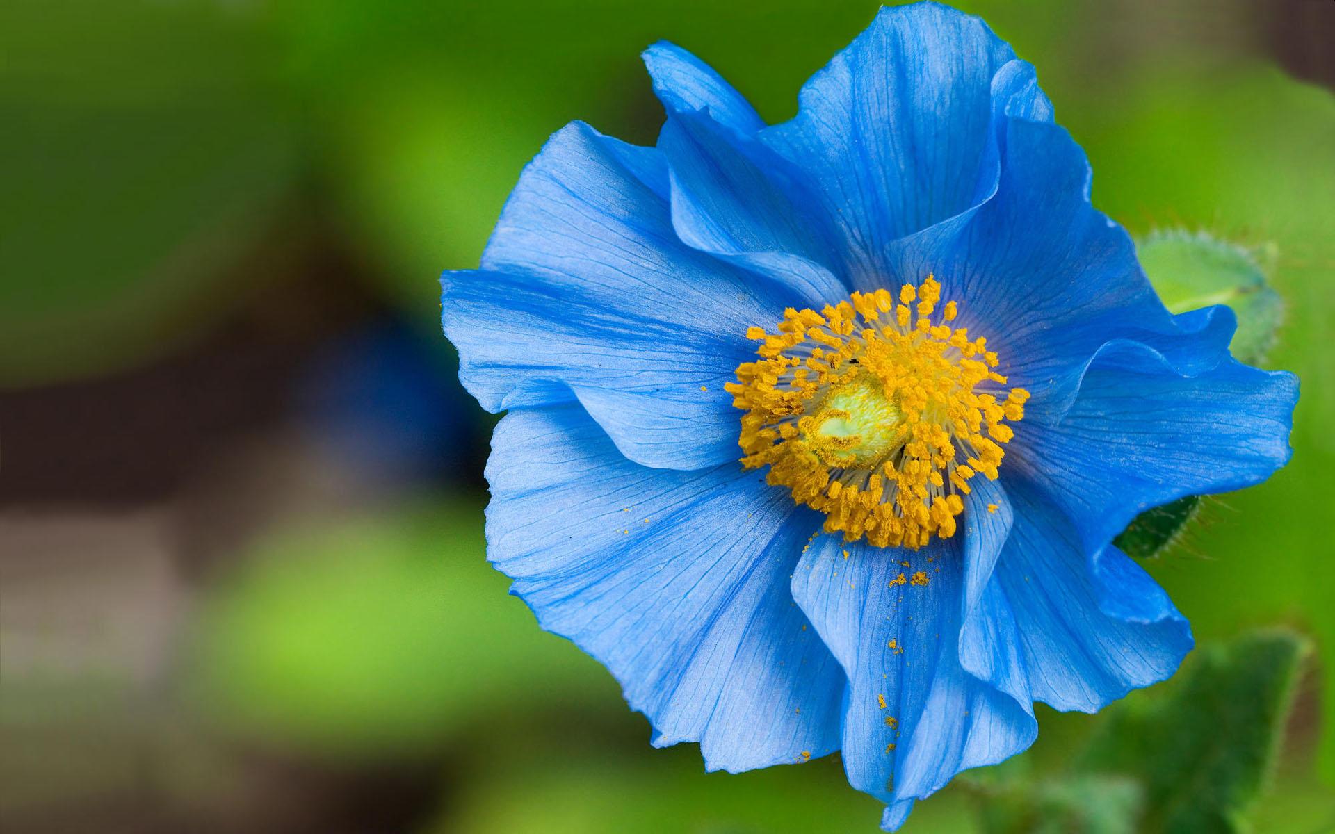 Голубой цветочек с размытым фоном высокого разрешения 1920x1200