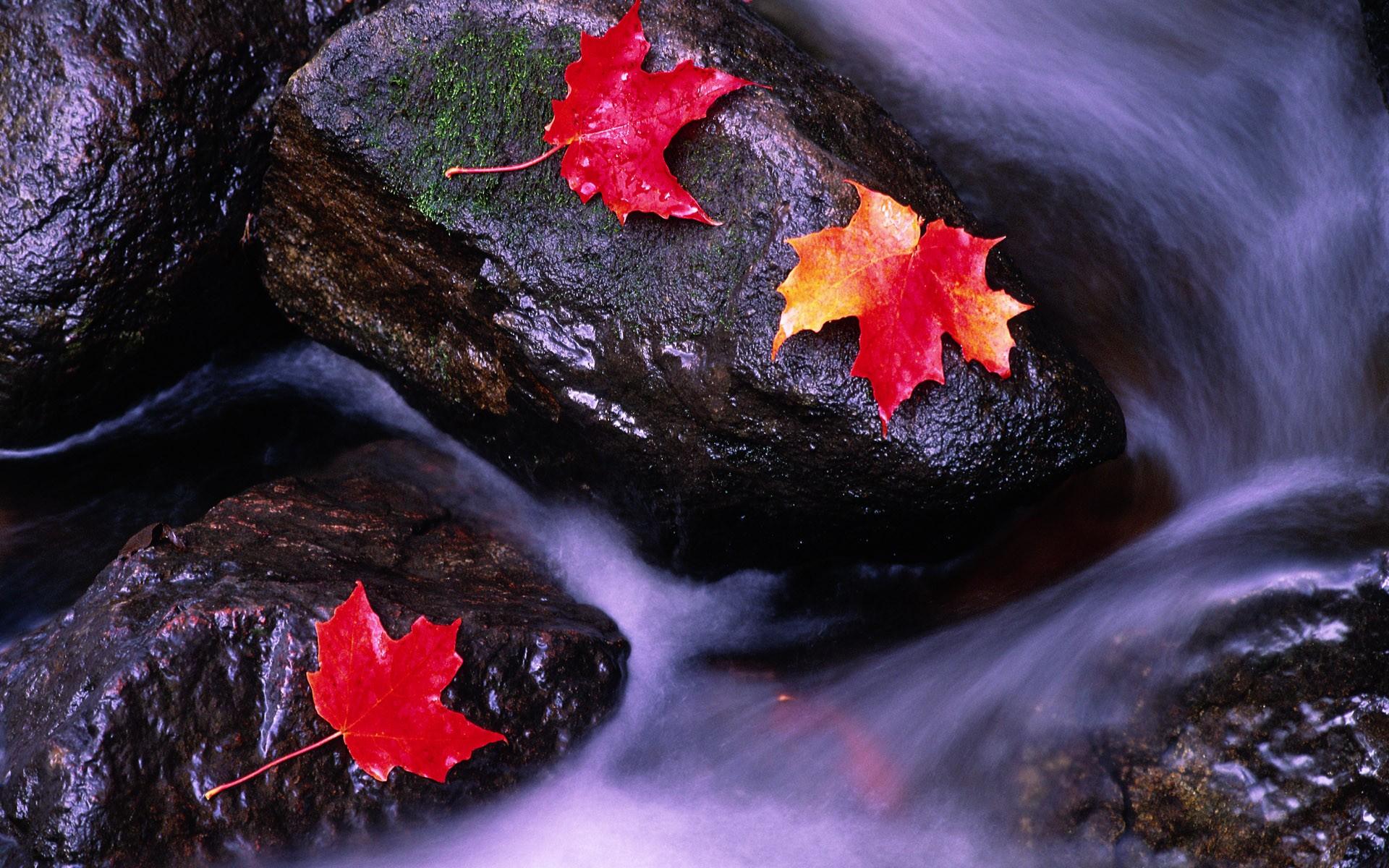 Каменные глыбы с с осенними листьями в ручье или реке 1920x1200
