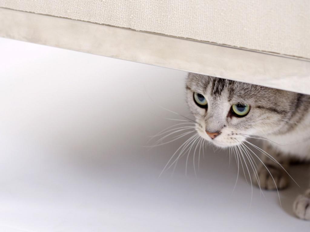 Кошка смотрит из под двери 1024x768