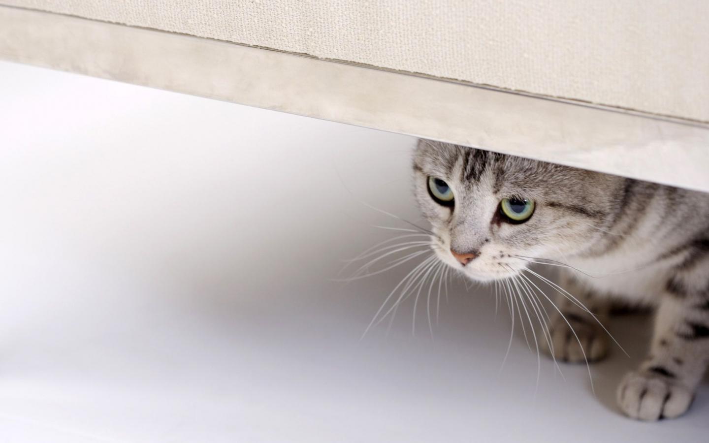 Кошка смотрит из под двери 1440x900