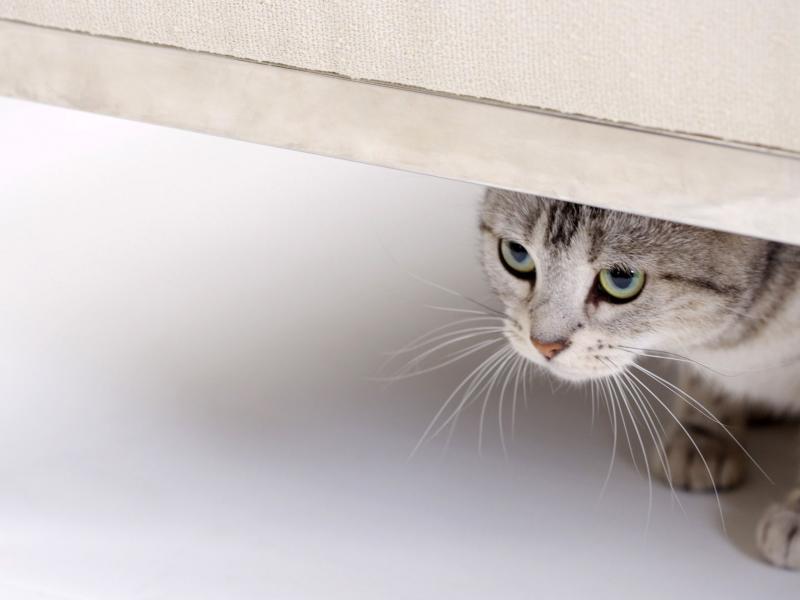 Кошка смотрит из под двери 800x600