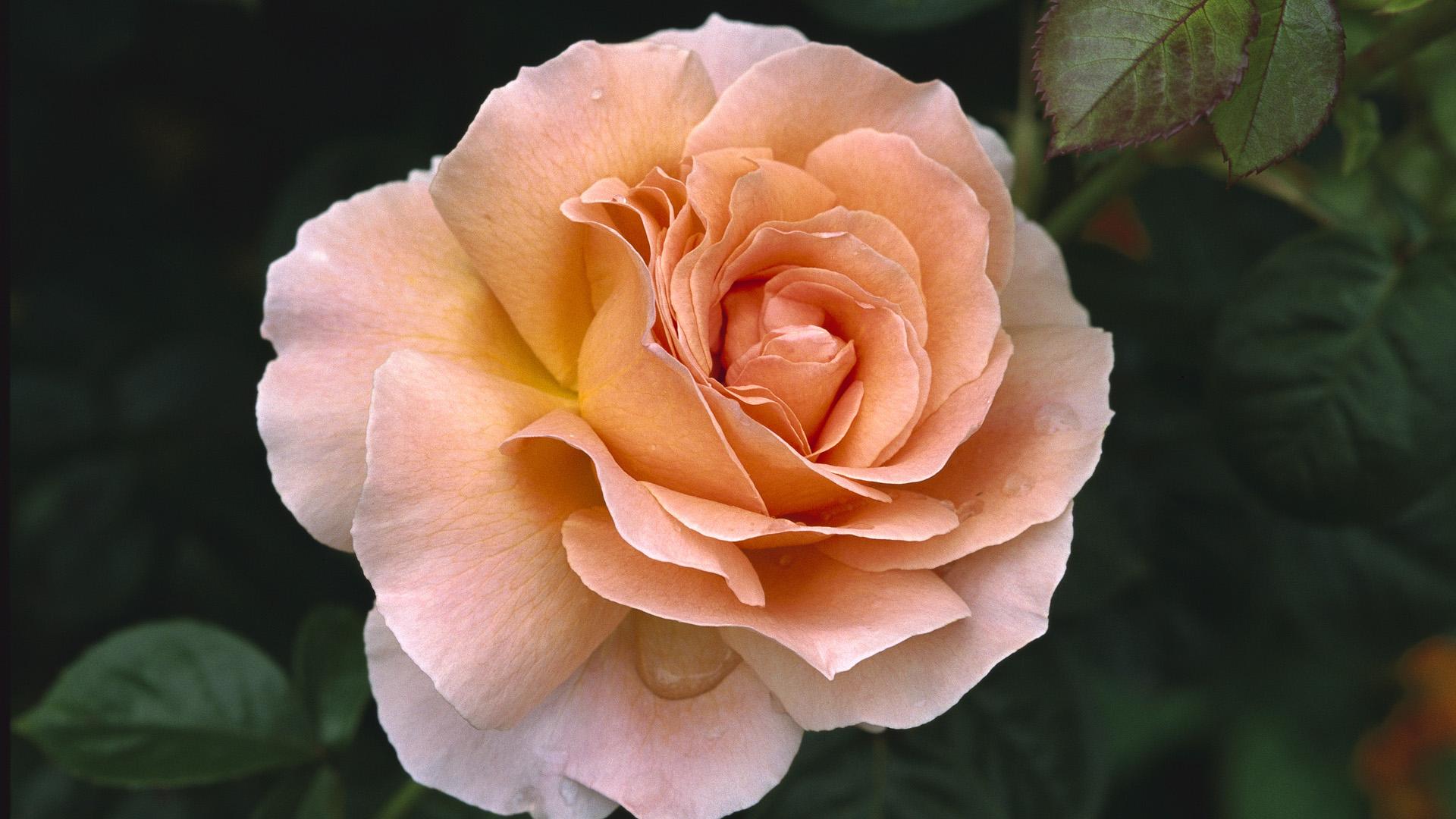 Цветущая роза 1920x1080
