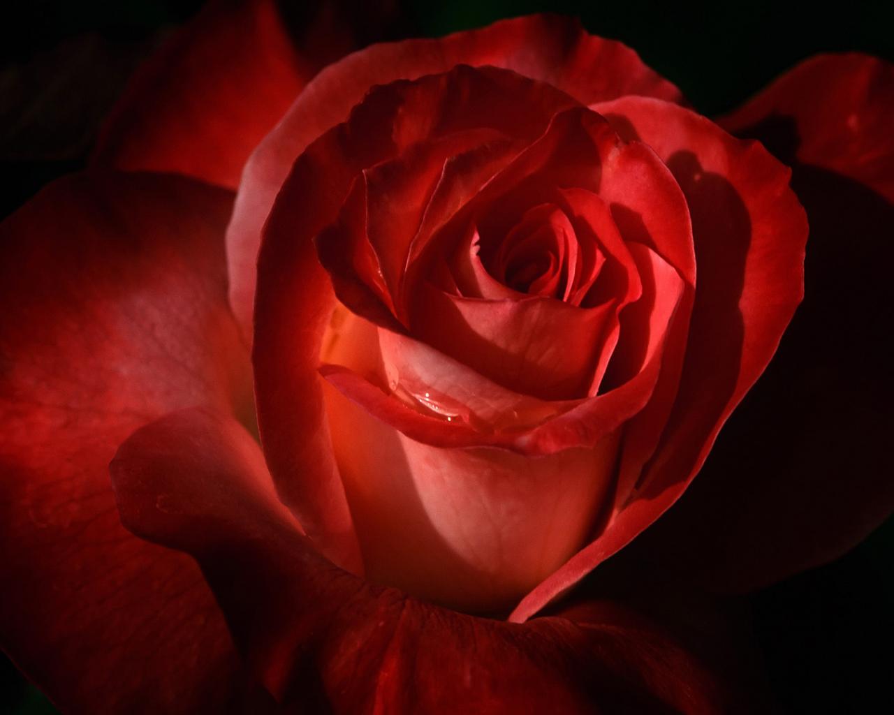 Алая роза в темноте 1280x1024