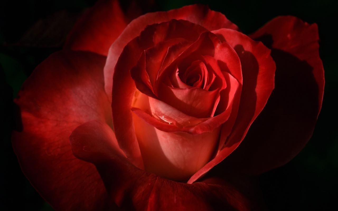 Алая роза в темноте 1280x800