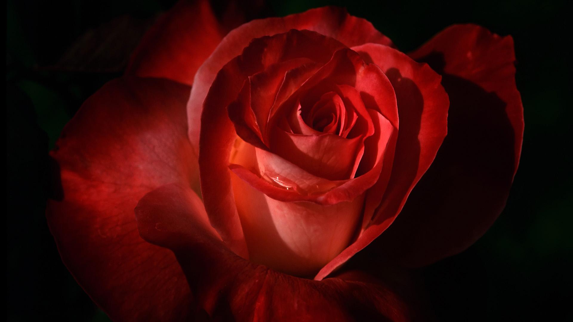 Алая роза в темноте 1920x1080