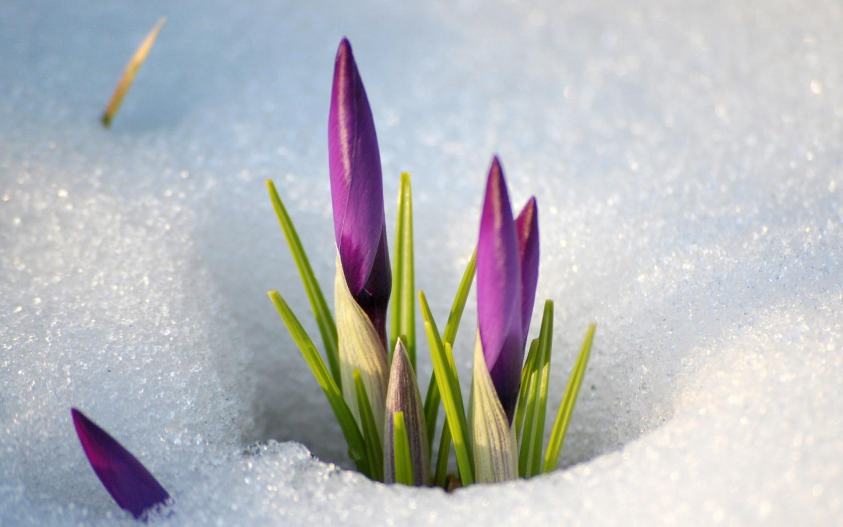 Цветы в снегу - приход весны 1680x1050