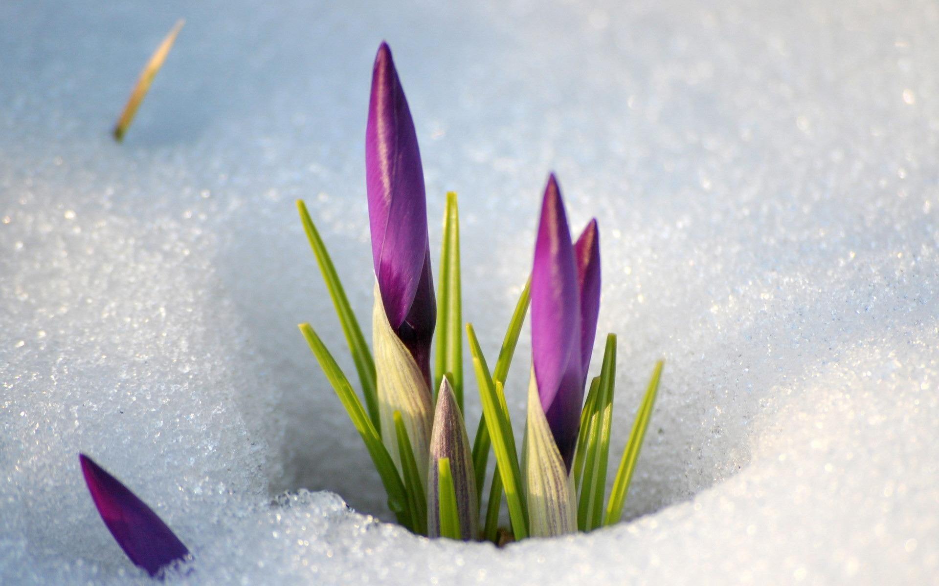 Цветы в снегу - приход весны 1920x1200