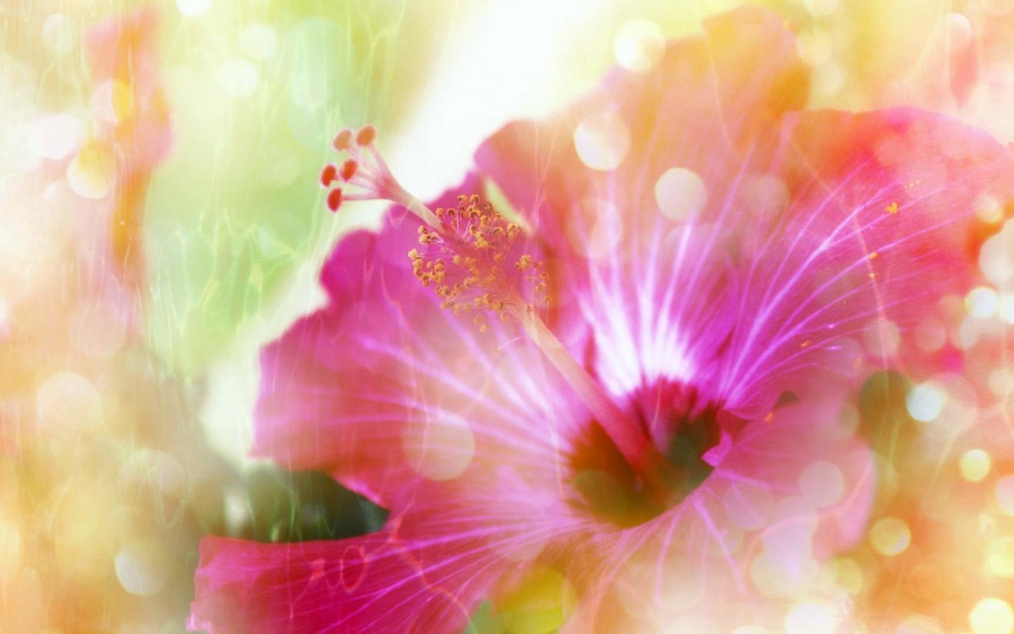 Fantastic beauty a flower 1440x900