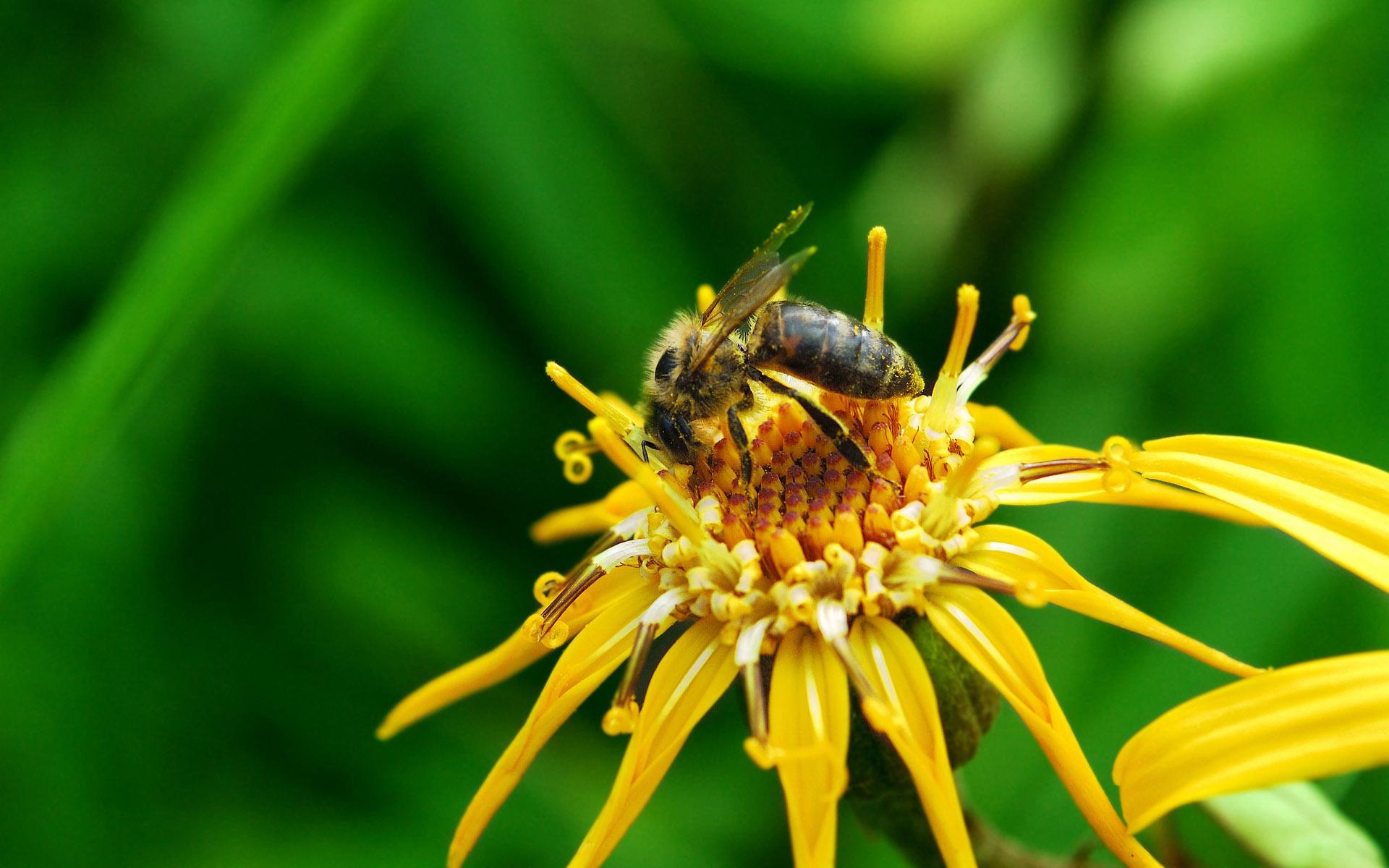 Пчела собирает нектар 1920x1200