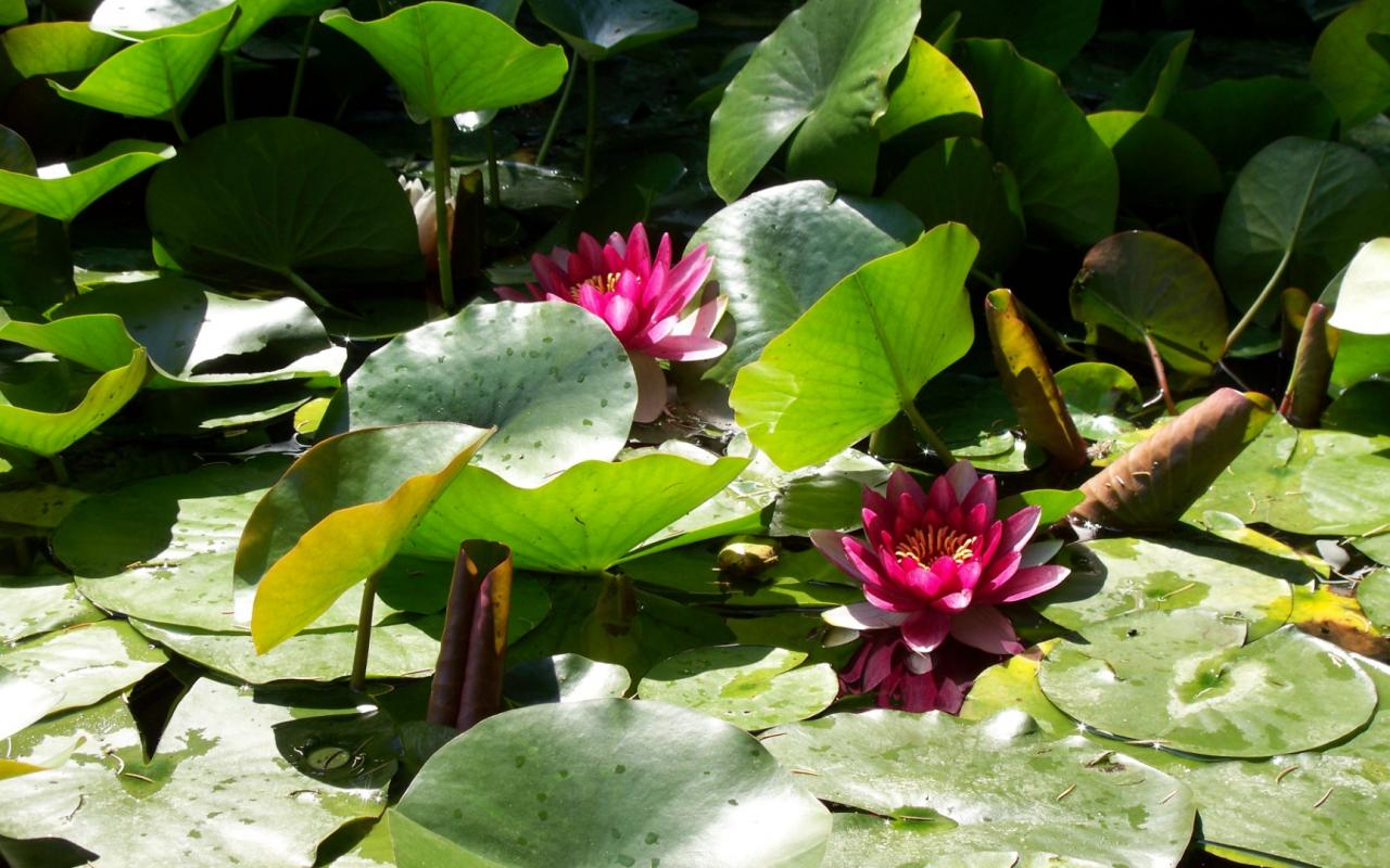 Water-lilies 1280x800