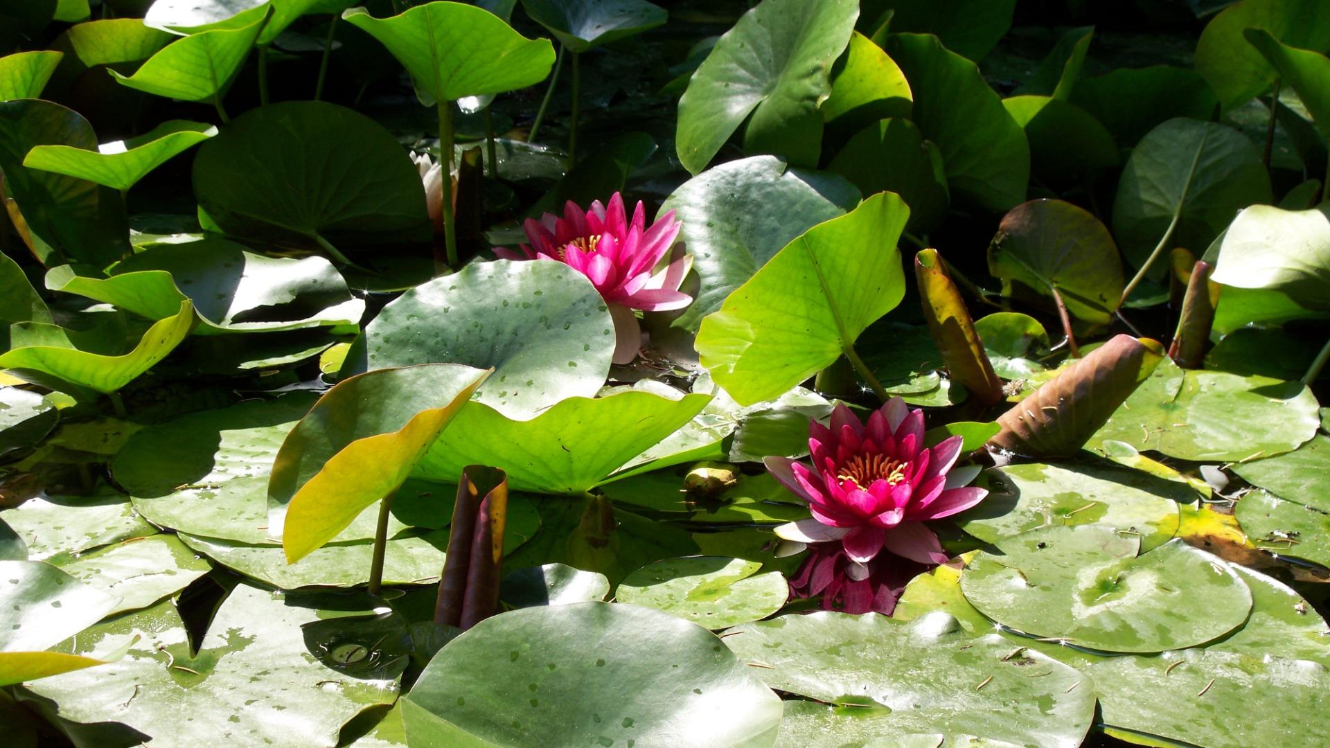 Water-lilies 1920x1080